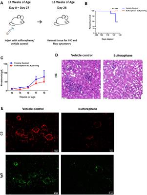 Sulforaphane Ameliorates the Severity of Psoriasis and SLE by Modulating Effector Cells and Reducing Oxidative Stress